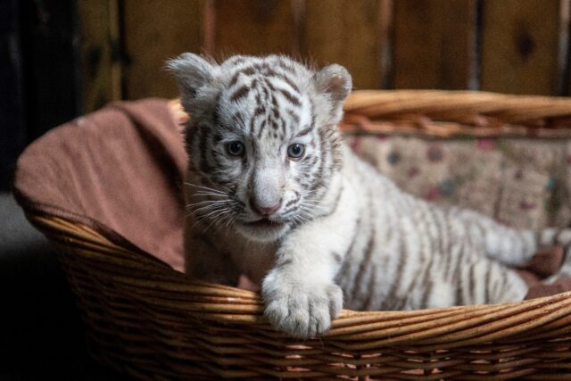 White tigers, like this cub born in a zoo in Kunming, China in 2018, are not known to exis