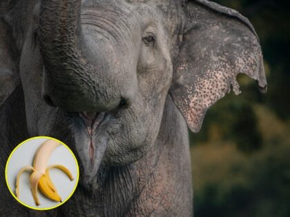 Close-up of Indian elephant in Ampara, Sri Lanka (Stock photo via Getty) // Inset: Partially Peeled banana (Pexels/Any Lane)