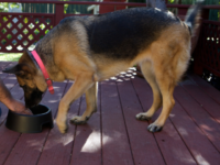 Mississippi Woman Accused of 'Unnatural Intercourse' with Dog