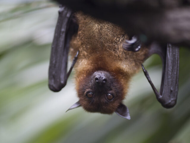 Close up of brown bat hanging upside down from a tree.