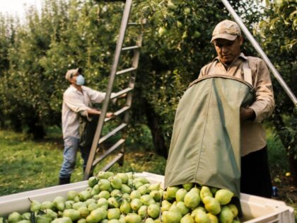 An orchard worker unloads a bag of pears in Hood River, Oregon on August 13, 2021. - Amid