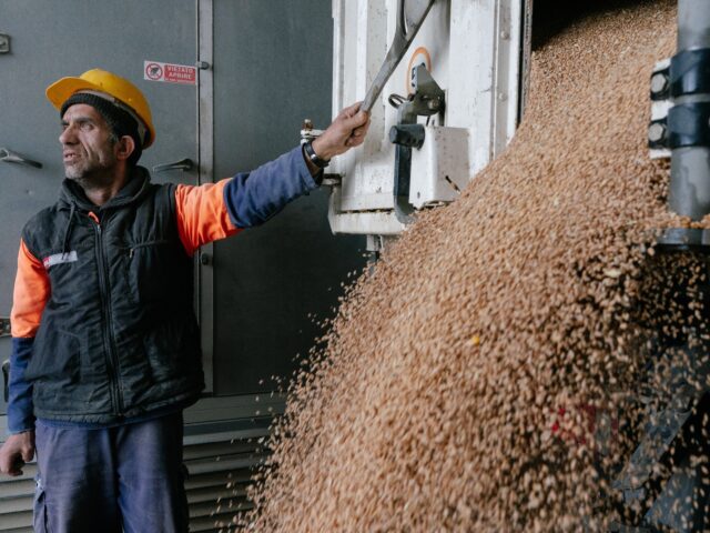 A worker unloads grain from a truck at the Port of Constanta, Romania, on Thursday, April