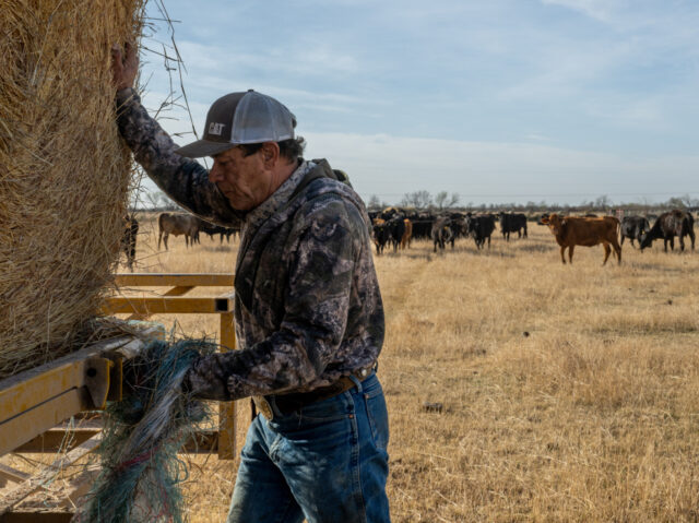 QUEMADO, TEXAS - FEBRUARY 23: Farmer Randy Edwards, 64, provides hay for his cattle on February 23, 2023 in Quemado, Texas. The valley's dry spell continues creating financial challenges for the Edwards' as demand climbs and resources become increasingly scarce due to a lack of rainfall in the region. "Cindy …