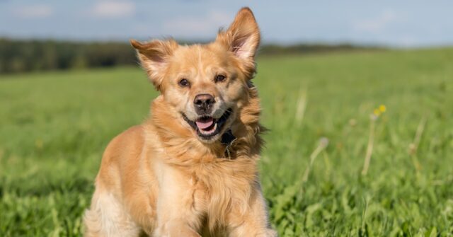 NextImg:Over 100 Golden Retrievers to Honor Boston Marathon Dog