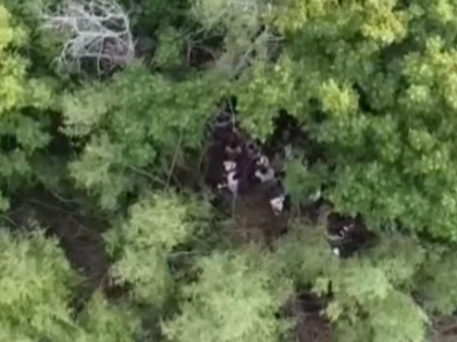 Border Patrol agents in Texas rescued a group of 141 migrants who became trapped on an island in the Rio Grande. (Texas Rancher's Drone Video Screenshot)