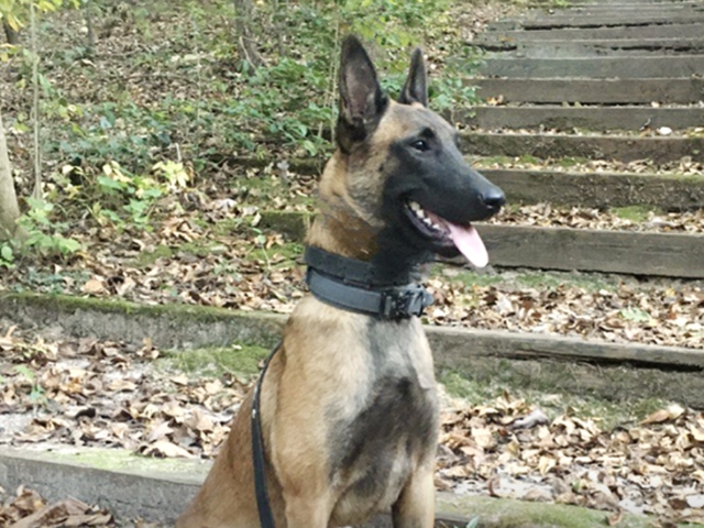 North Carolina K9 Gets Bulletproof Vest - Vimarsana News