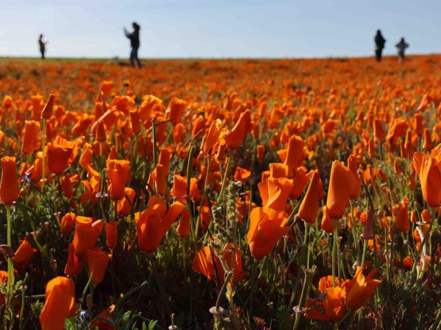 Poppies (Mario Tama / Getty)