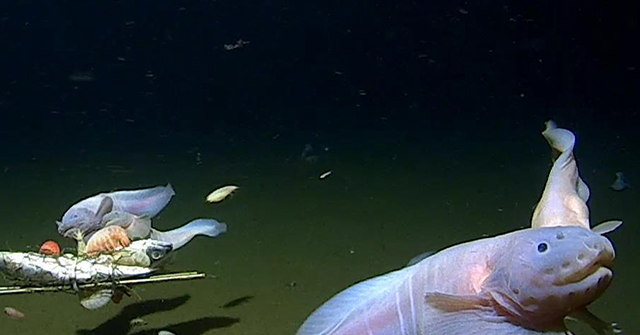 Scientists Record Fish at 8,336 Meters Deep, Breaking Two Records