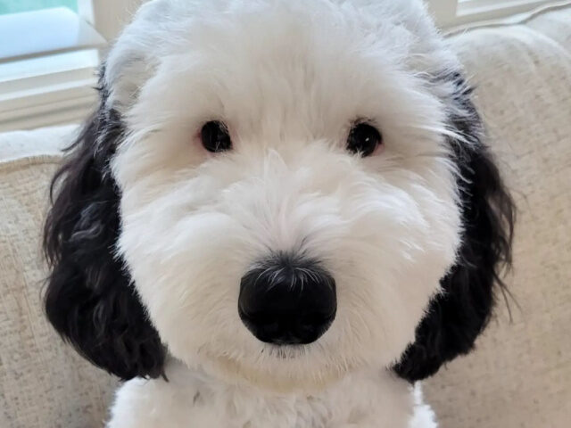 ‘Snoopy Is that You?’: Adorable Dog with Black Ears Compared to ‘Peanuts’ Characte