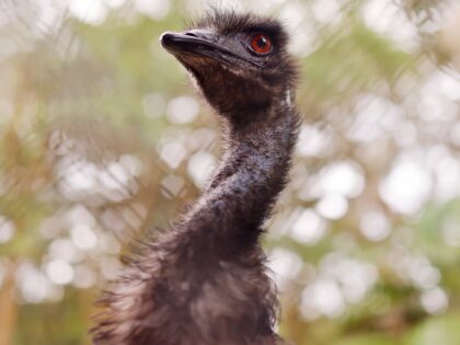 An Emu is seen at Nura Diya Australia at Taronga Zoo on April 06, 2023 in Sydney, Australi