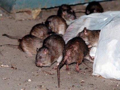 In this July 7, 2000 file photo, rats swarm around a bag of garbage near a dumpster at the