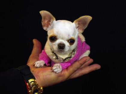 Chihuahua Named by Guinness World Records as Shortest Dog: 'Bit of a Diva'