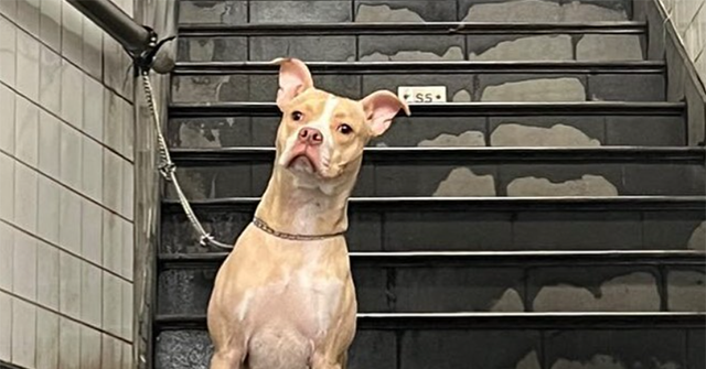 NextImg:VIDEO - NYC Woman Rescues Dog Abandoned in Subway: 'Meant to Be!'