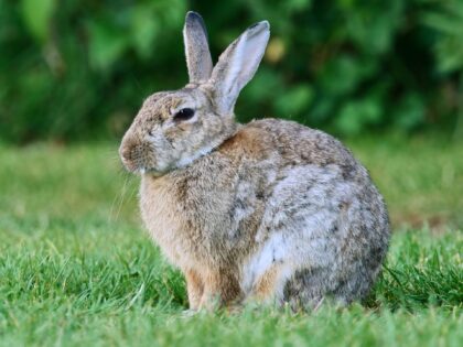 11 August 2022, Schleswig-Holstein, Kappeln: 11.08.2022, Kappeln. A rabbit (Oryctolagus cuniculus) sits in a meadow in front of a hedge near Kappeln in the evening twilight. Photo: Wolfram Steinberg/dpa Photo: Wolfram Steinberg/dpa (Photo by Wolfram Steinberg/picture alliance via Getty Images)