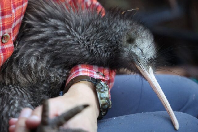 There are only about 70,000 wild kiwi left in New Zealand but numbers are rising thanks to