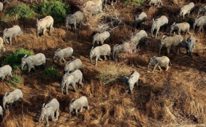 Chad has around 1,500 elephants living mainly in wildlife reserves, according to conservat