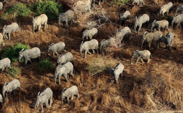Chad has around 1,500 elephants living mainly in wildlife reserves, according to conservat