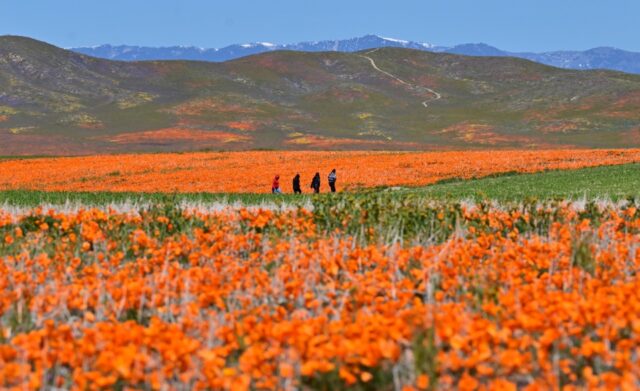 Hillsides all over California have burst into life with an explosion of colourful flowers