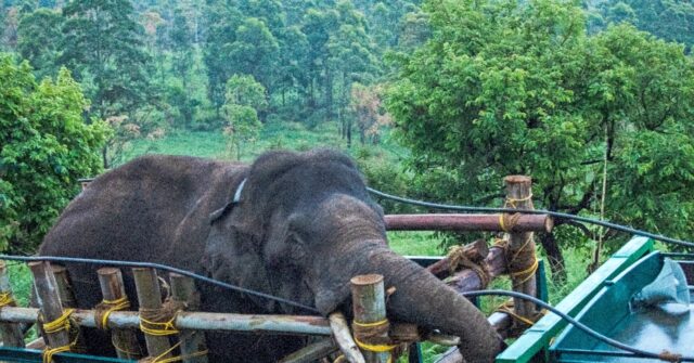 India captures rice-raiding elephant after six killed - Breitbart