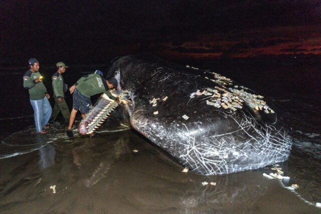 Members of an Indonesian environmental task force team examine the mouth of a dead sperm w