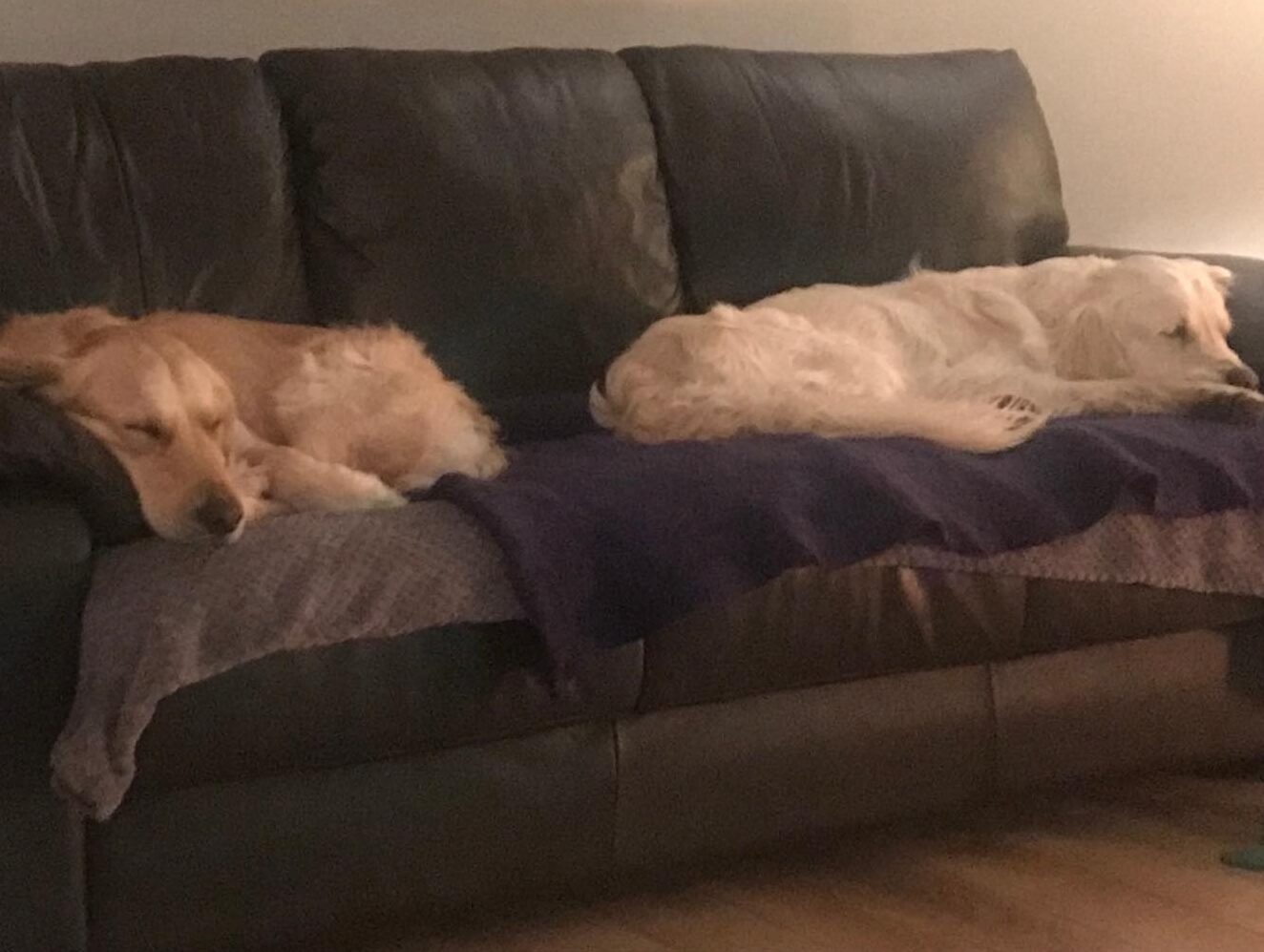 Loyal Rescue Dog Walkes 40 Miles Back to Old Home - Vimarsana News