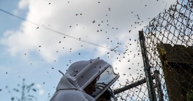 Hundreds of Bees Flood L.A. Neighborhood: 'Dozens of Bee Stings'