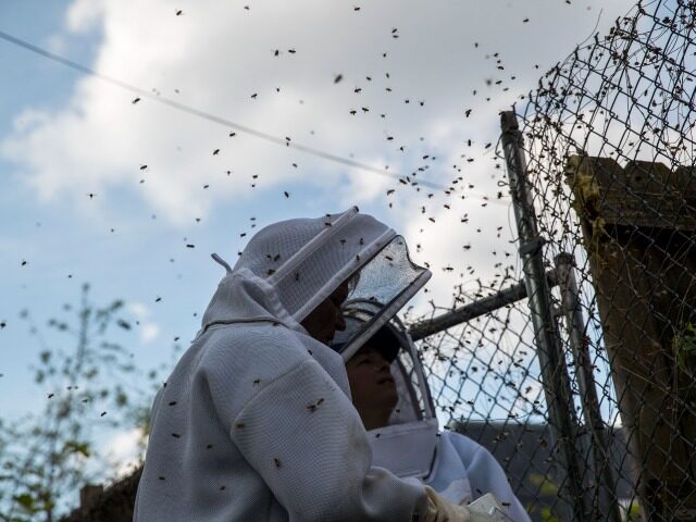 Bees fly around beekeepers Sean Kennedy, left, and Erin Gleeson as they work to relocate a