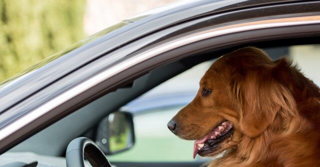 NextImg:Alleged Drunk Driver Puts Dog Behind Wheel After Being Pulled Over