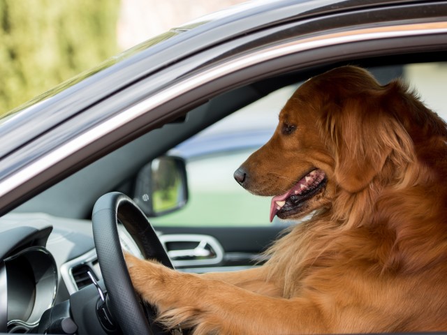 Alleged Drunk Driver Puts Dog Behind Wheel After Being Pulled Over - Vimarsana News