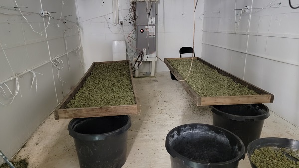 Two drying tables filled with marijuana buds. (Bob Price/Breitbart Texas)