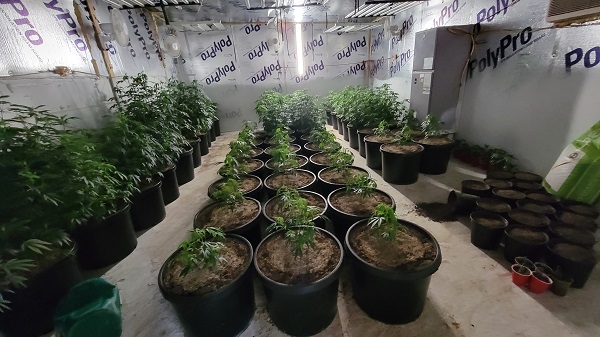 A small room attached to the rear of the suspected grow hose contained dozens of young marijuana plants. (Bob Price/Breitbart Texas)