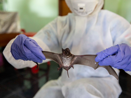 A team of ecologists and ecology students from Kasetsart University collect wingspan data from a wrinkle-lipped free-tailed bat at an on site lab near the Khao Chong Pran Cave on September 12, 2020 in Ratchaburi, Thailand. A team of researchers consisting of scientists, ecologists, and officers from Thailand's National Park …