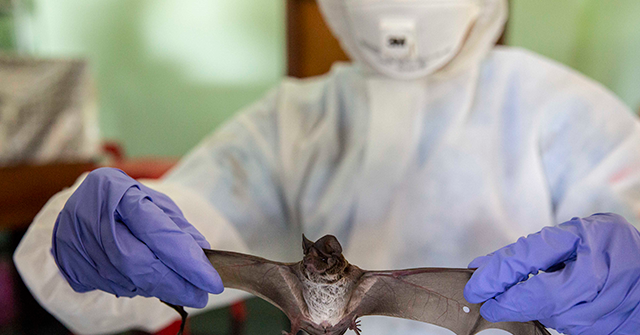 NIH Strips Wuhan Lab of Eligibility for Animal Experiment Funding