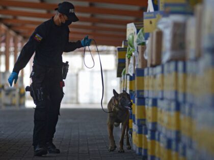 A member of the Port Information Unit of the Anti-Narcotics Police and a dog check banana boxes destined to Italy at the port of Guayaquil, Ecuador on April 12, 2022. - In the midst of a drug trafficking boom, the eyes of the police are on Ecuador's largest port. Mafias …