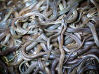 VIDEO: Homebuyer Who Found Snakes in Walls Unsure ‘If I Can Live Here Peacefully’