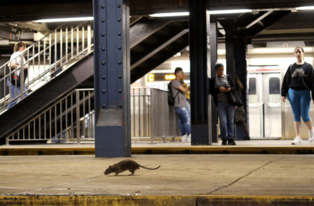 NEW YORK, NY - MAY 8: A rat looks for food while on a subway platform at the Columbus Circ