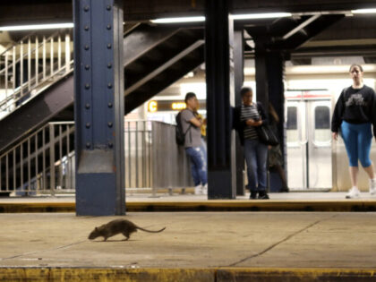 NEW YORK, NY - MAY 8: A rat looks for food while on a subway platform at the Columbus Circ