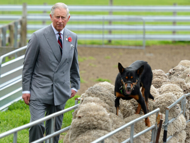 HOBART, AUSTRALIA - NOVEMBER 8: Prince Charles, Prince of Wales watches a sheep dog runnin