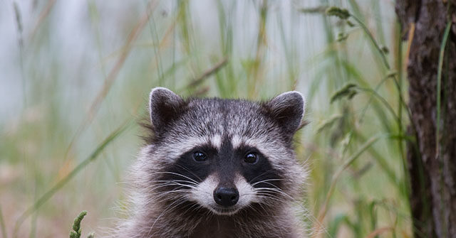 WATCH - Raccoons Throw Party in Backyard Pool: 'They Are Loving Life'
