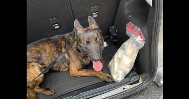 Alleged Carjacker and K9 Dead After Suburban Chicago Shootout