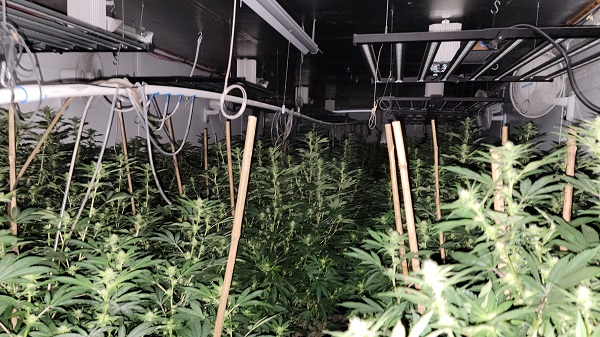 An extensive lighting, watering, and air-conditioning system operating in the marijuana grow room. (Bob Price/Breitbart Texas)