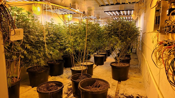 A partially cleared grow room that had been filled with 60-70 mature marijuana plants. (Bob Price/Breitbart Texas)