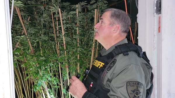 Sheriff Greg Capers observes a grow room packed with seven-foot tall marijuana plants. (Bob Price/Breitbart Texas)
