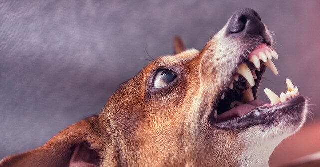Police: Baby Killed, Parents Injured in Attack by Family Dog in New Jersey