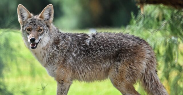 Watch: Coyote Pays Los Angeles Family Visit in the Middle of the Night