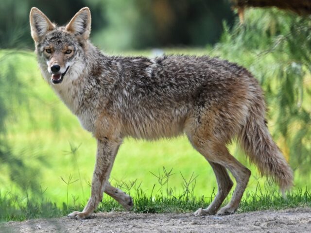 DEATH VALLEY, CA - APRIL 23: A coyote is spotted in Furnace Creek Ranch Golf Course at Dea