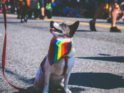 A dog wearing a pride hanky on a leash (Hamann La/Pexels)