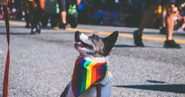 PetSmart Pushes the LGBT Agenda: 'Celebrate Pride with Your Pet'