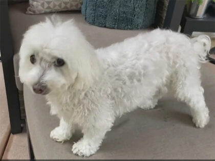 Ten-Pound Maltese Scares Off Coyotes Attacking Fur Brother