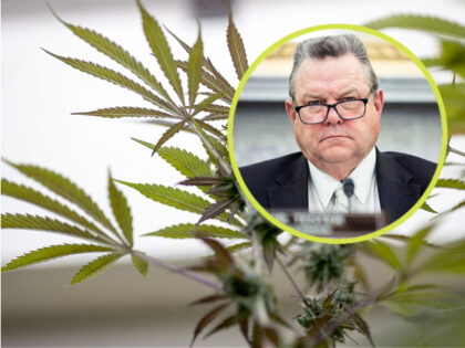 marijuana plant / Jon Tester
